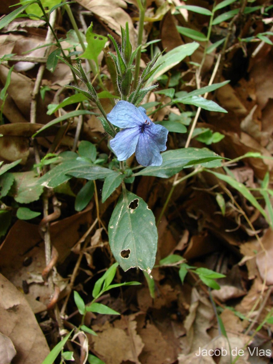 Eranthemum capense L.